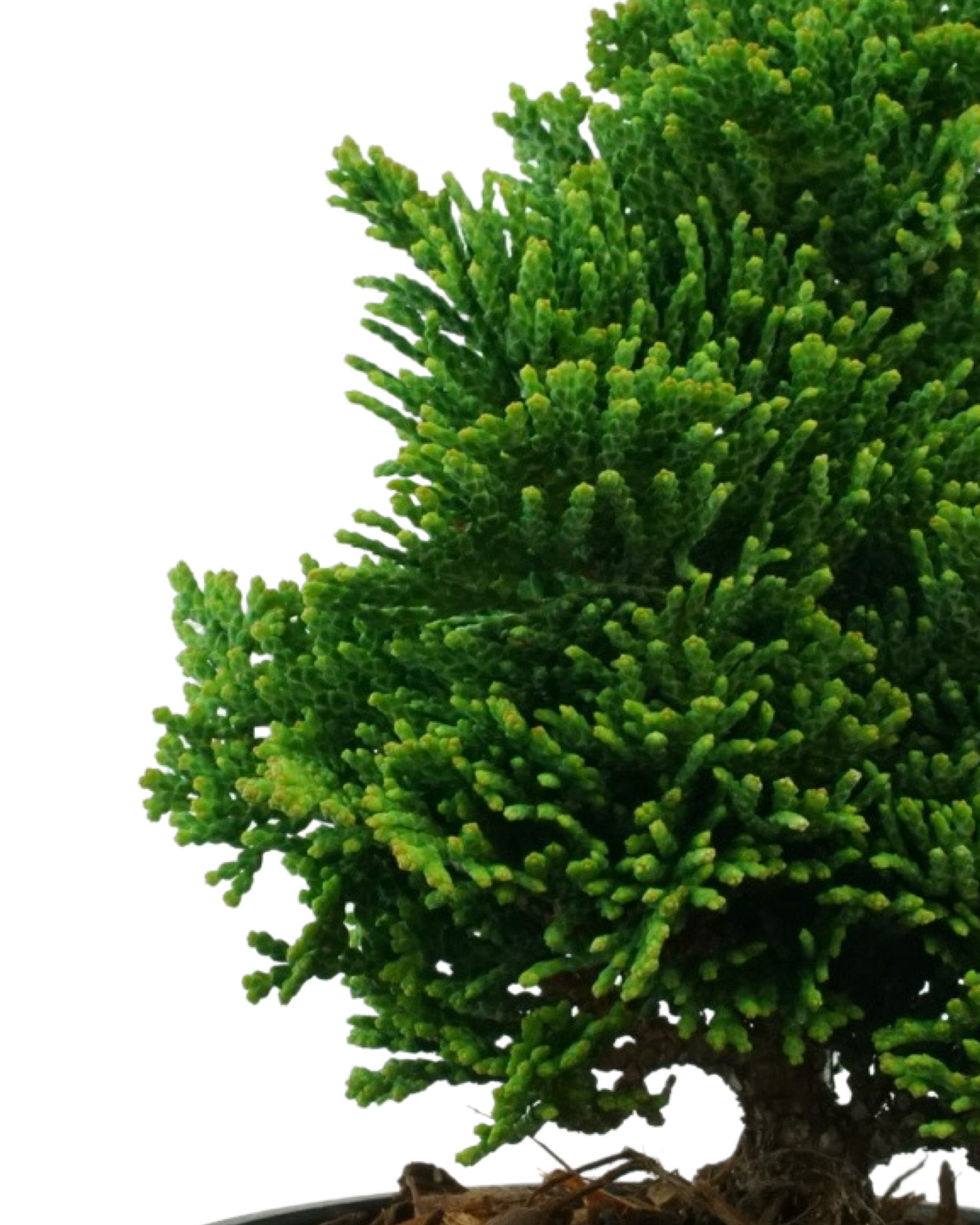 Chamaecyparis obtusa 'Thoweil'
