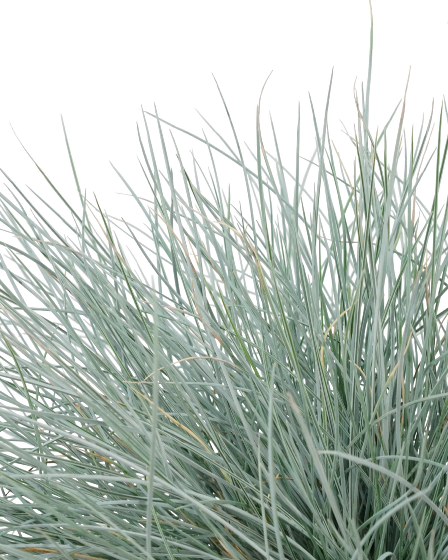 Festuca glauca 'Beyond Blue'