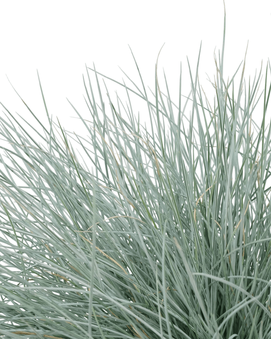 Festuca glauca 'Beyond Blue' - The Garden Corner