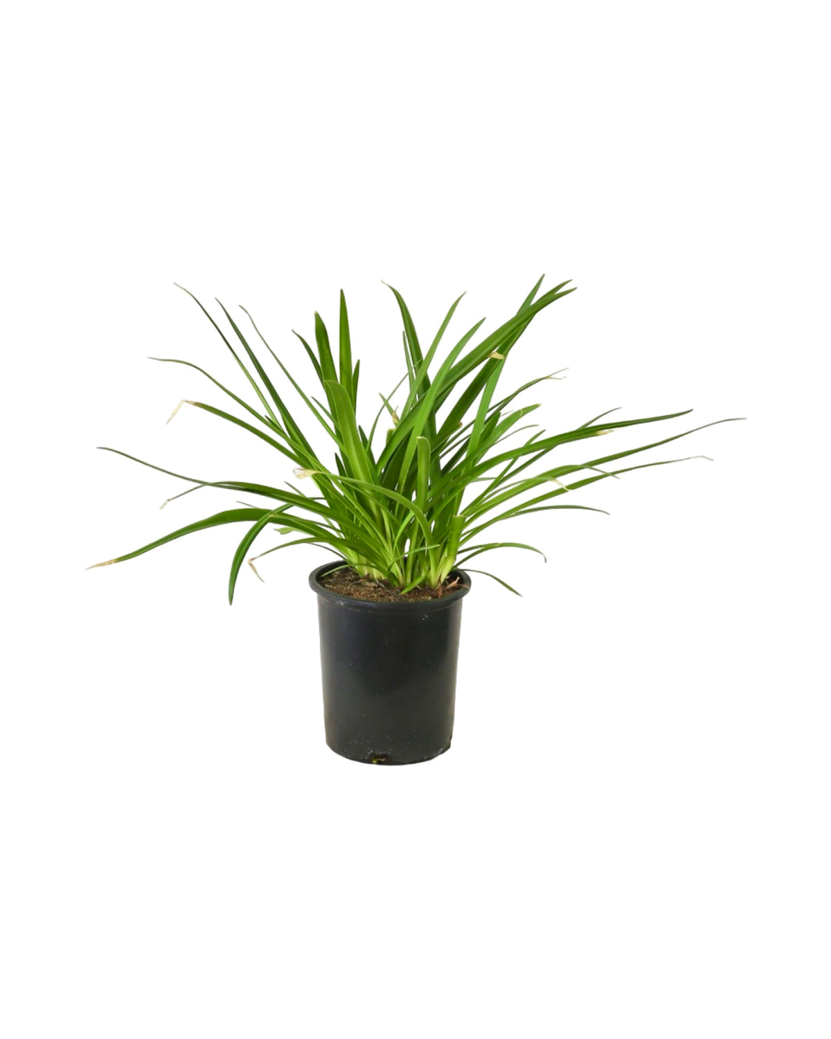 Agapanthus 'Twister' - Perennials