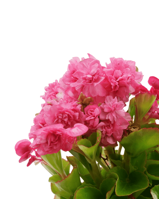 Begonia 'Double Up™ Pink' - The Garden Corner