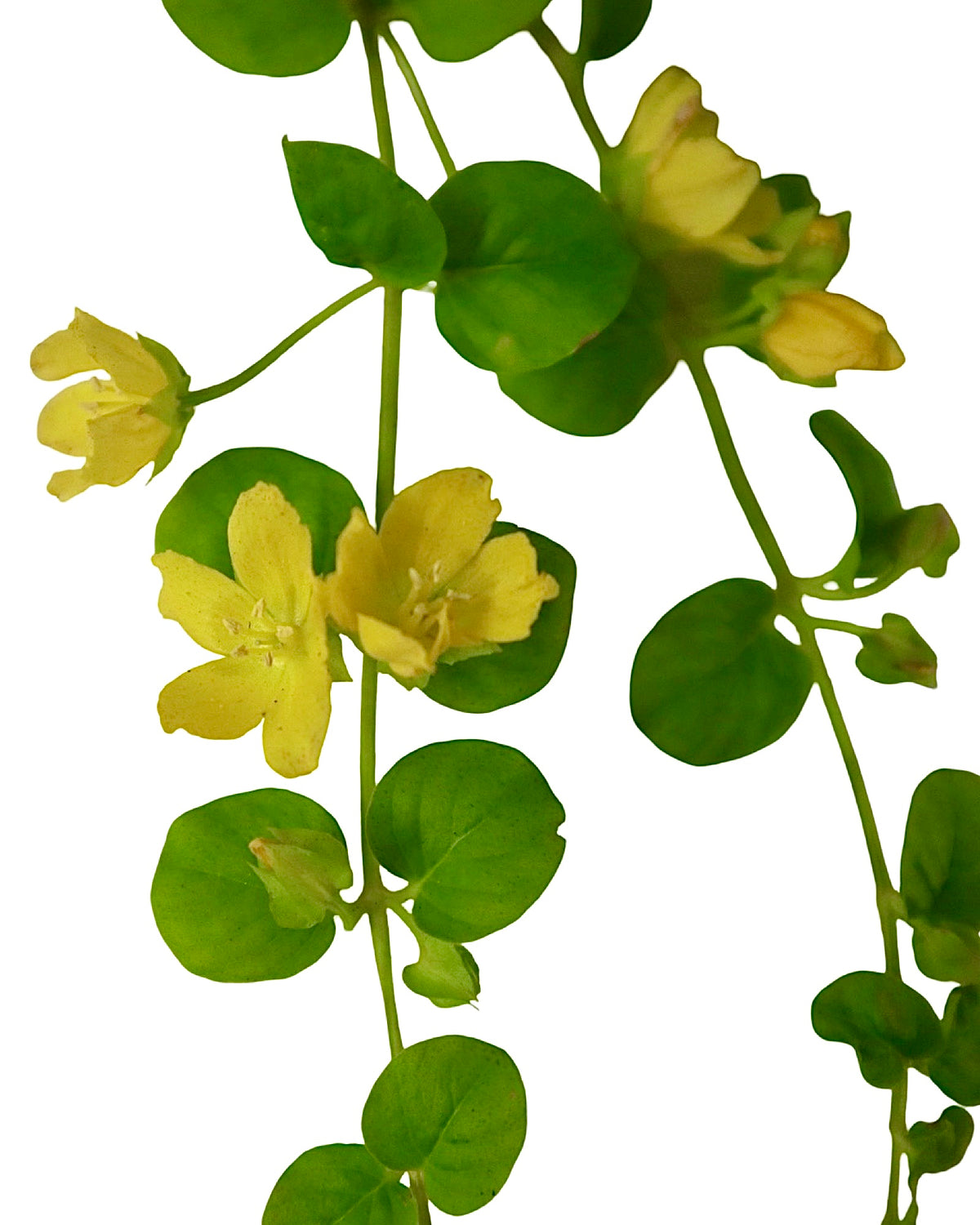 Lysimachia 'Green' - Perennials