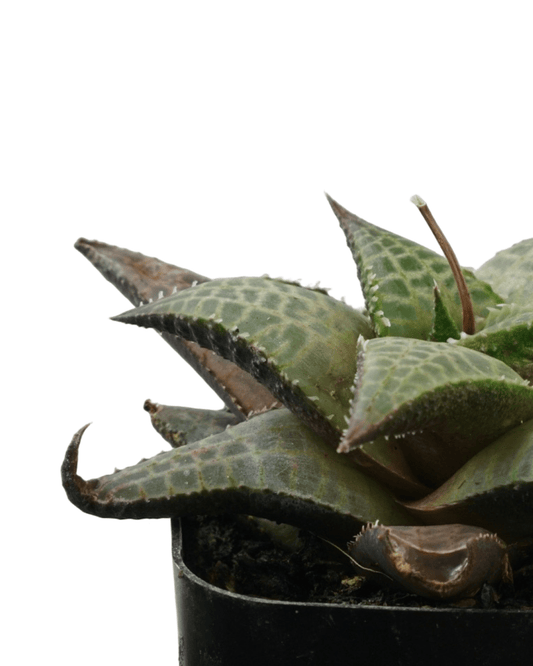 Haworthiopsis tessellata - The Garden Corner