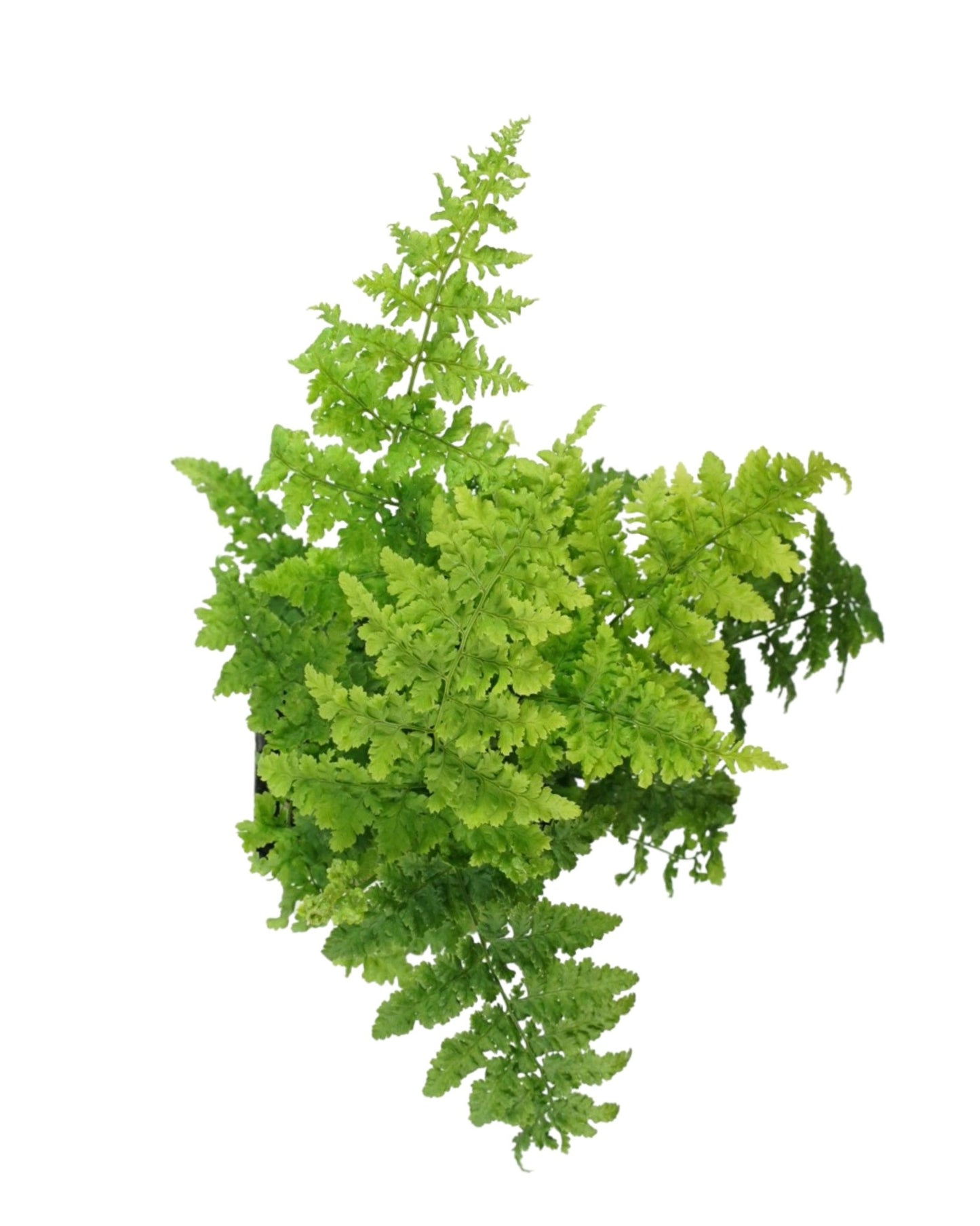 Dryopteris austriaca 'Crispa Whiteside' - The Garden Corner
