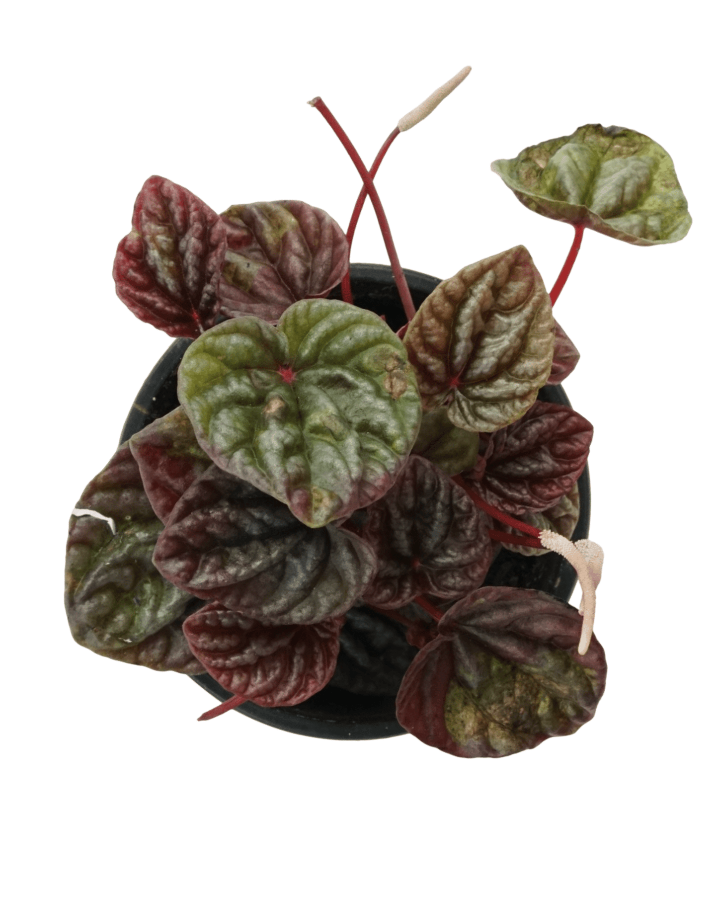 Peperomia caperata 'Luna Grey' - The Garden Corner