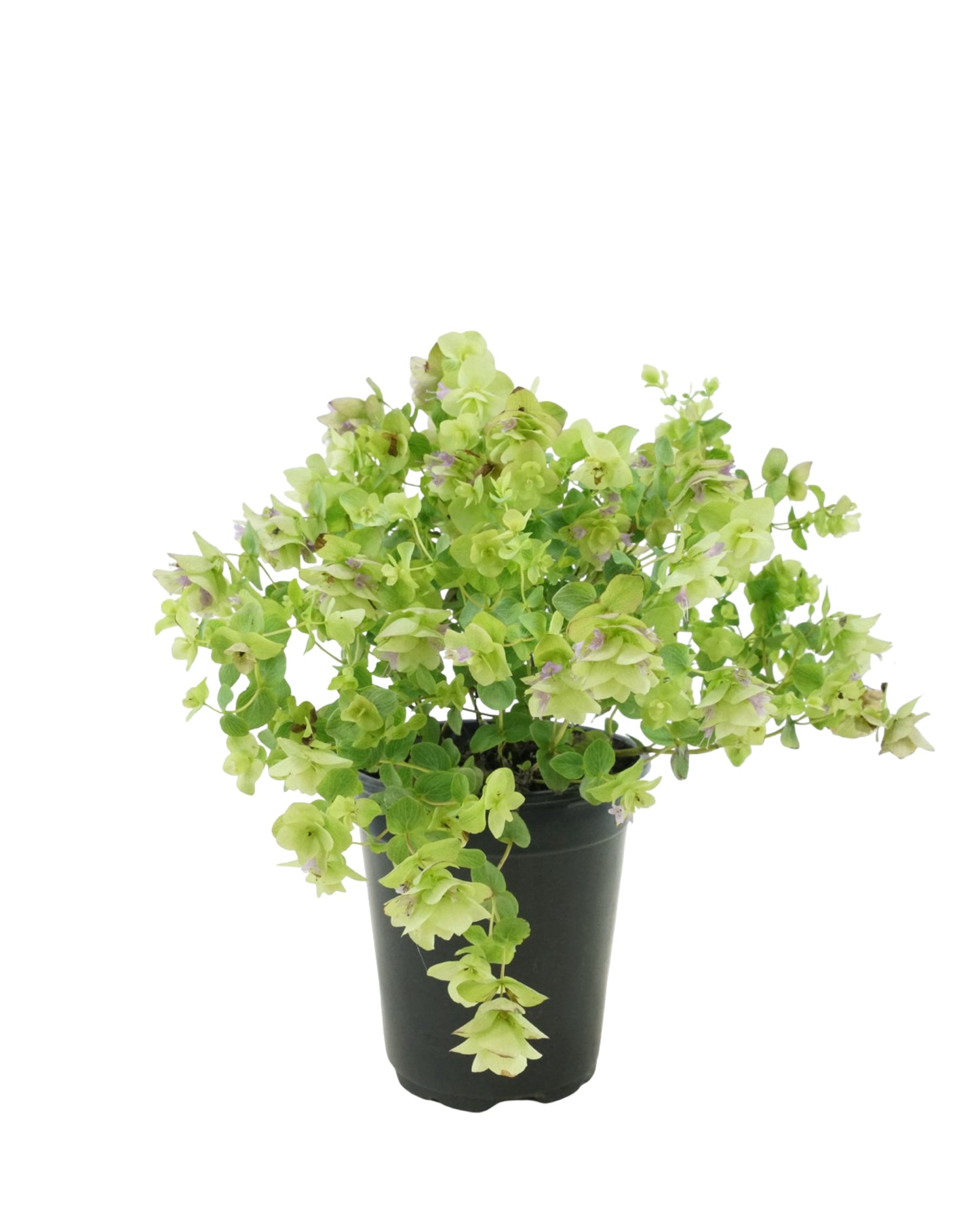 Origanum rotundifolium 'Kent Beauty'