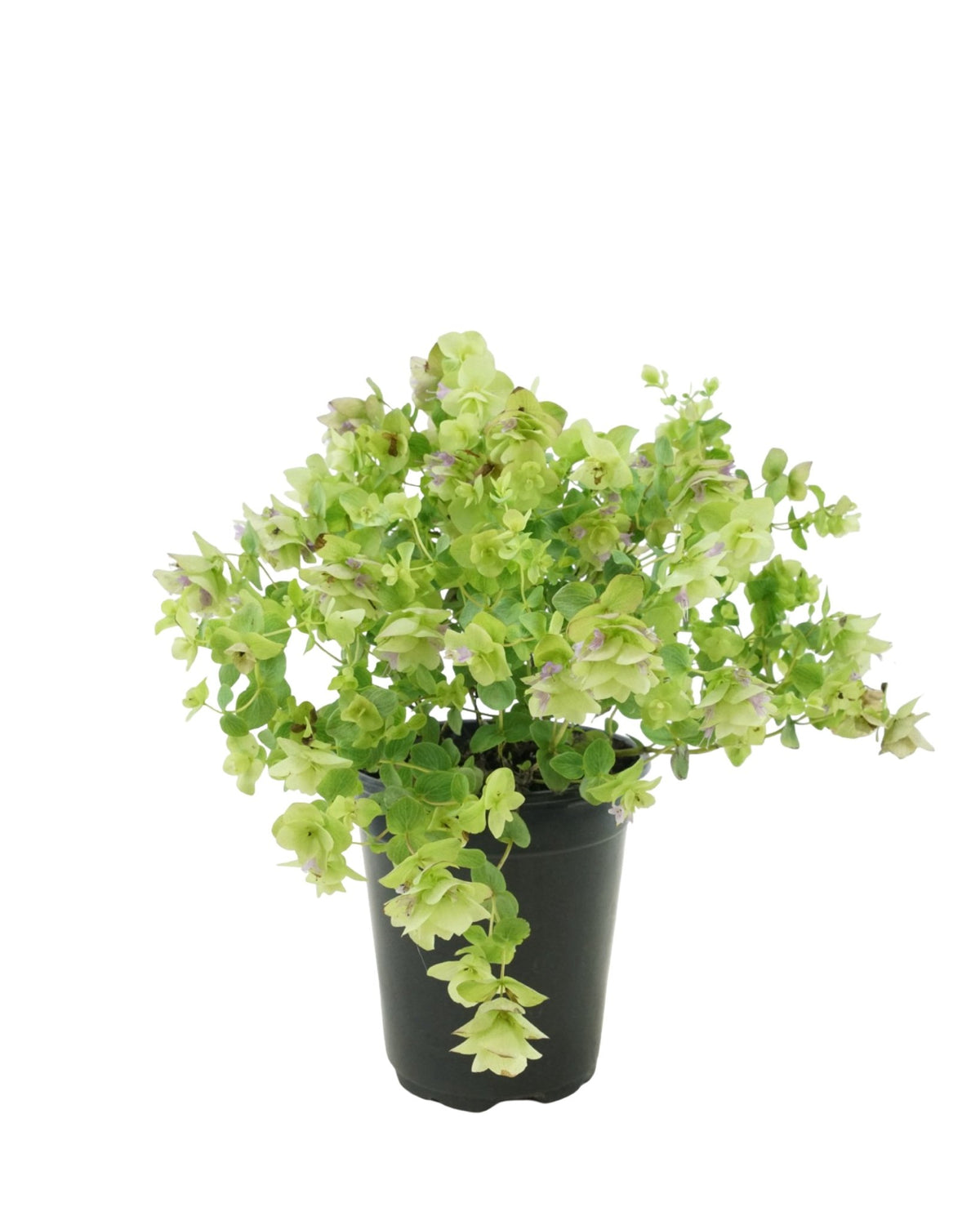Origanum rotundifolium 'Kent Beauty' - Perennials