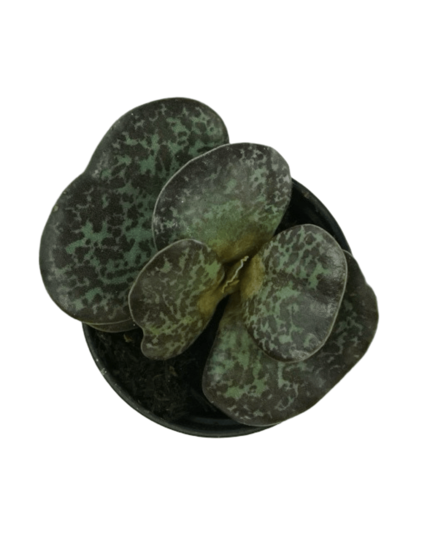 Adromischus maculatus - The Garden Corner