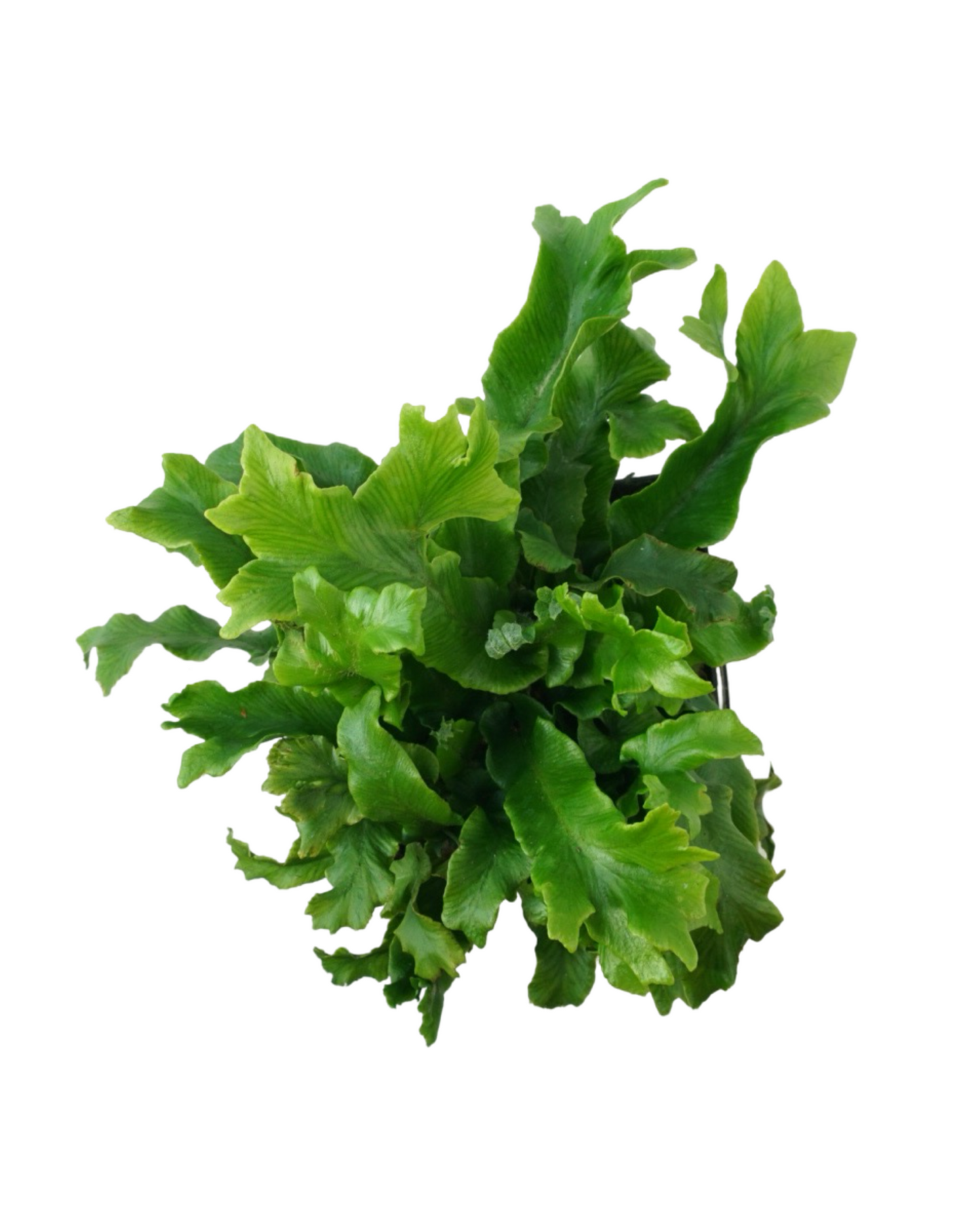 Asplenium scolopendrium 'Furcata'