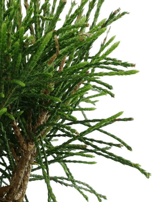 Thuja plicata 'Whipcord' - The Garden Corner
