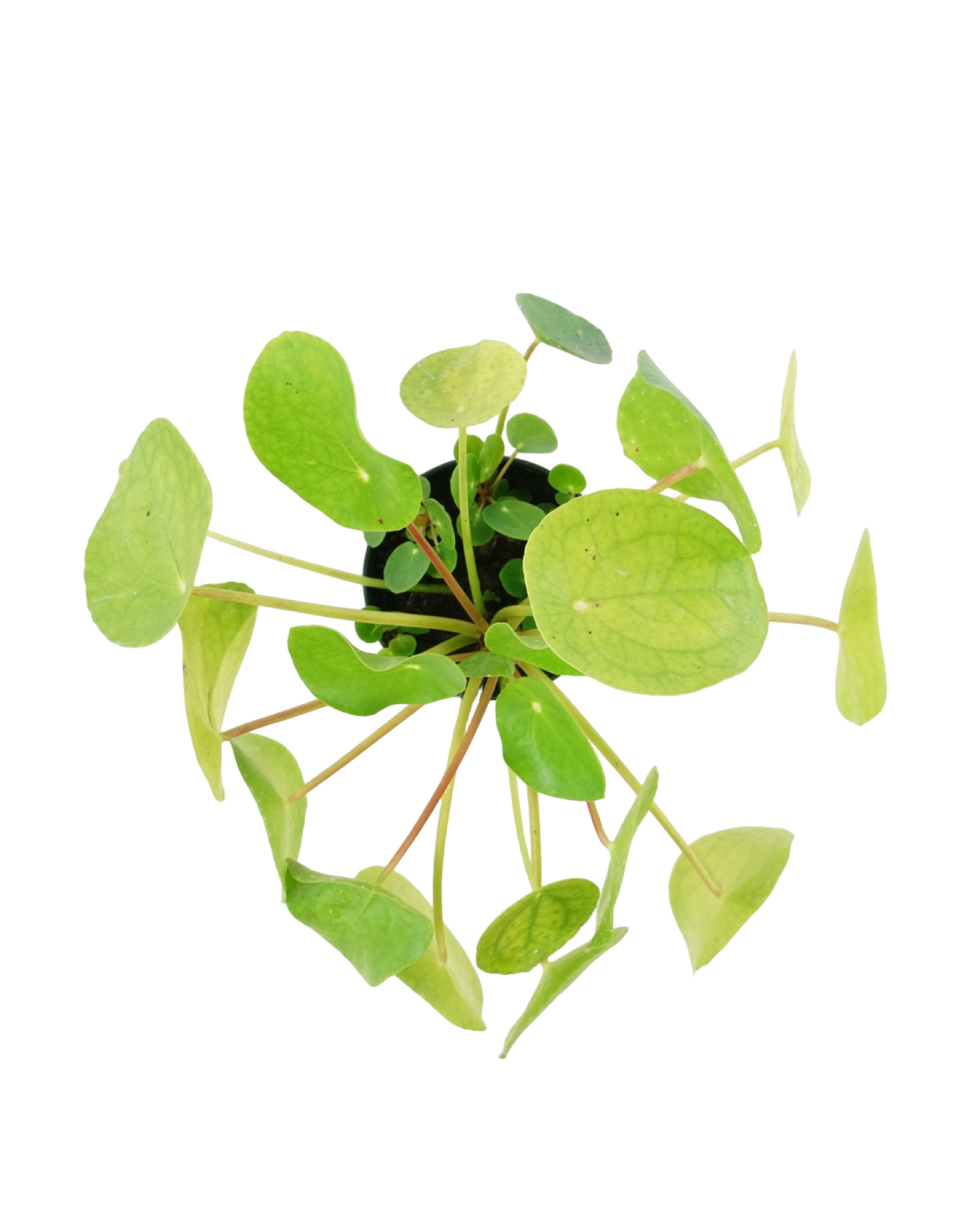 Pilea peperomioides