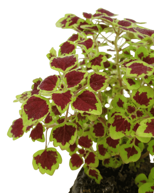 Coleus 'Great Falls Niagara' - The Garden Corner
