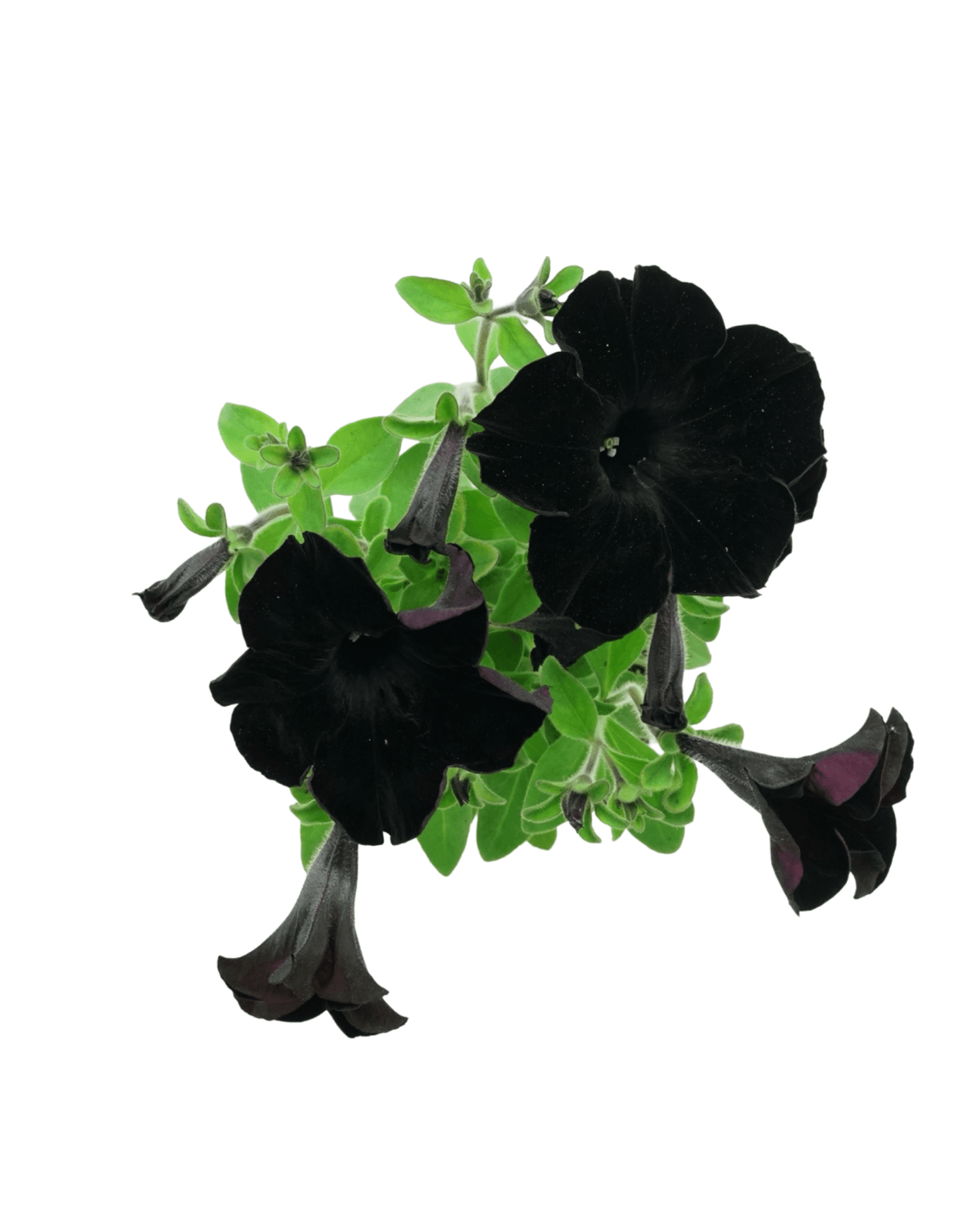 Petunia 'Crazytunia Black Mamba' - Annuals