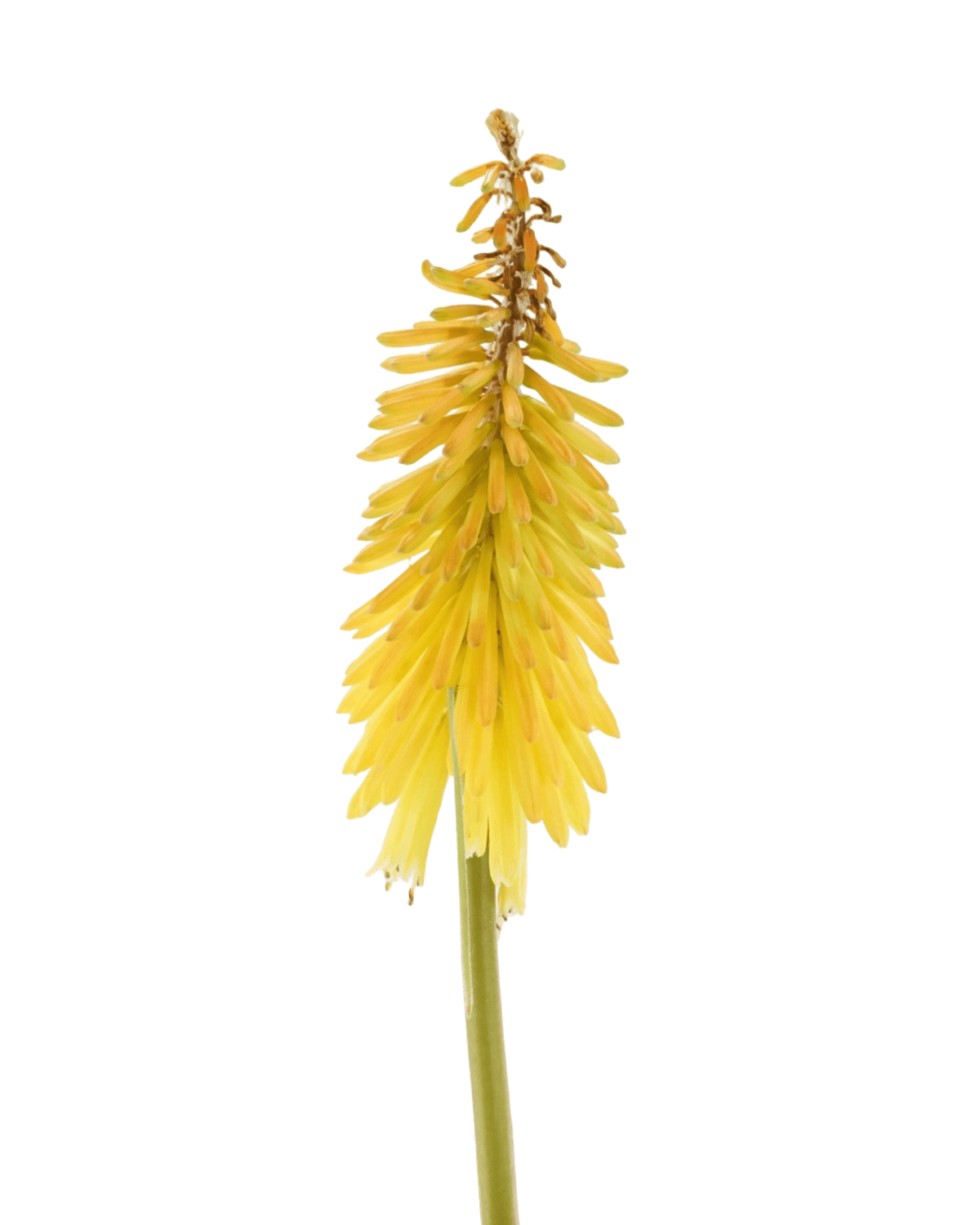 Kniphofia 'Gladness' - Perennials