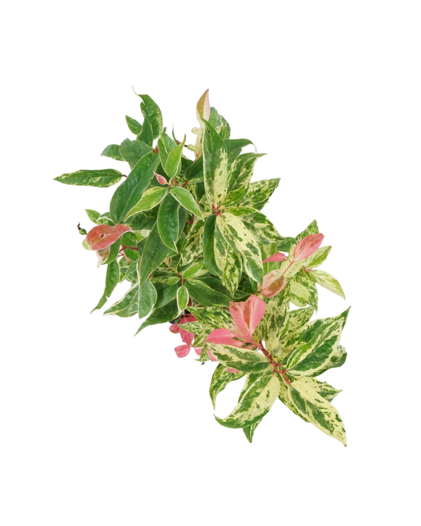 Leucothoe fontanesiana 'Rainbow'