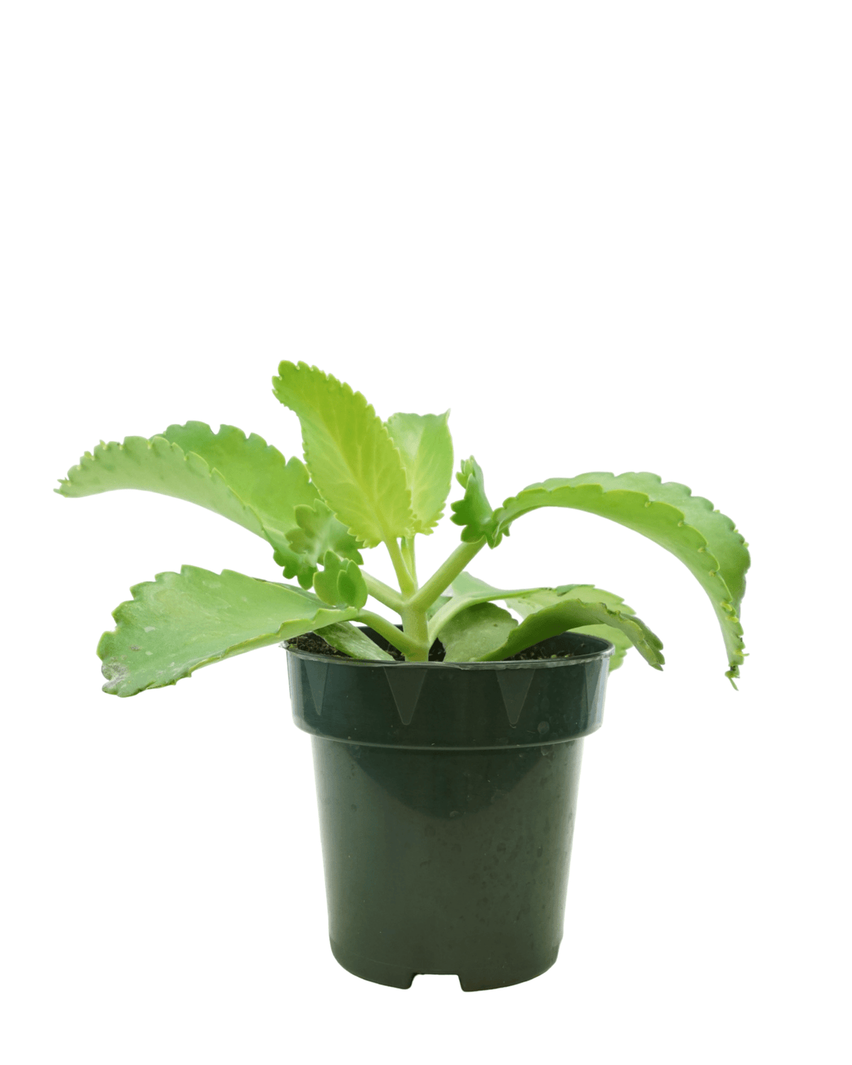 Kalanchoe hortagel 'Mother of Millions' - House Plants