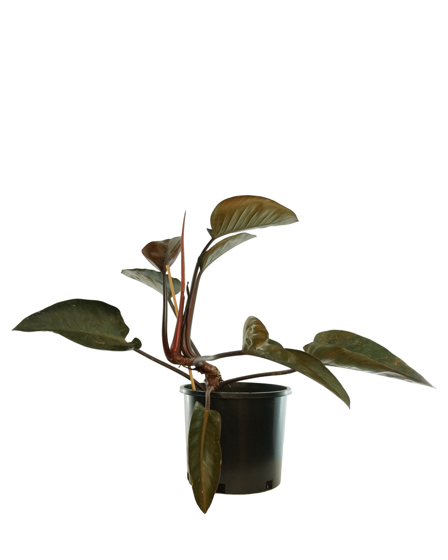 Philodendron 'Rojo Congo' - The Garden Corner