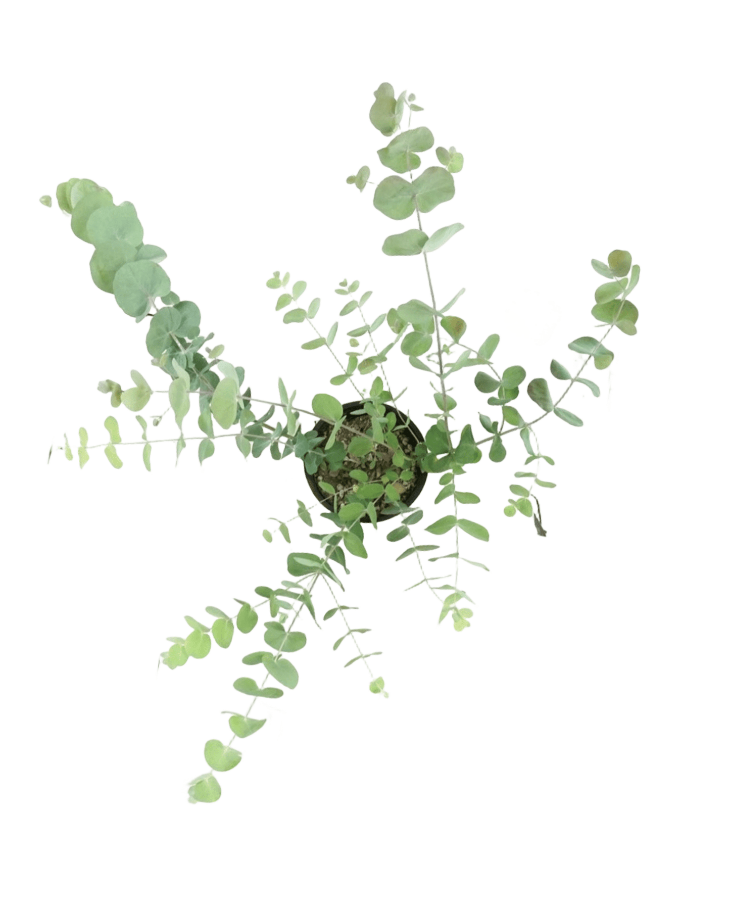 Eucalyptus cinerea - The Garden Corner