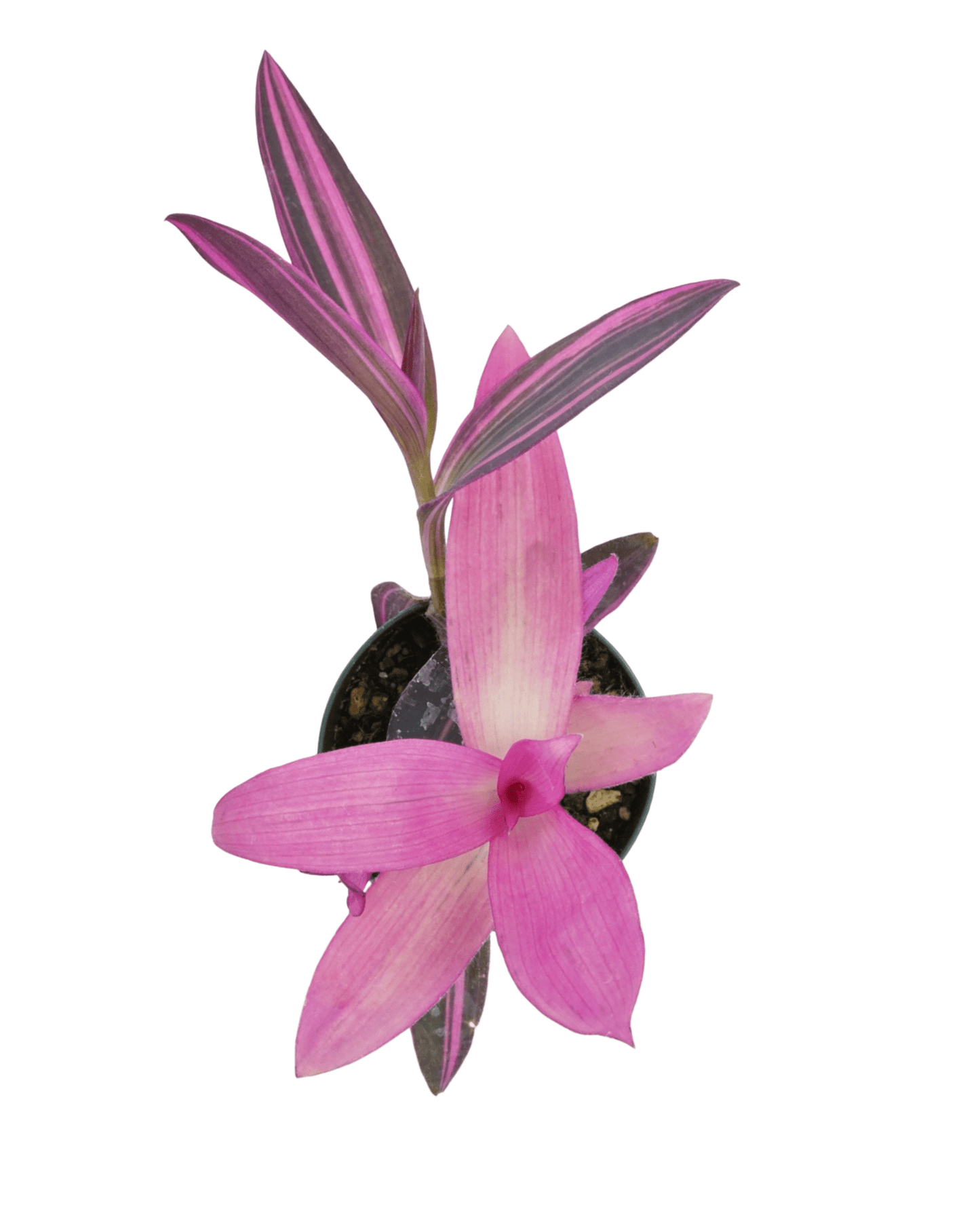 Setcreasea variegata - The Garden Corner