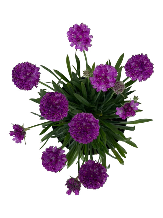 Armeria pseudarmeria 'Vivid Dreams' - Perennials