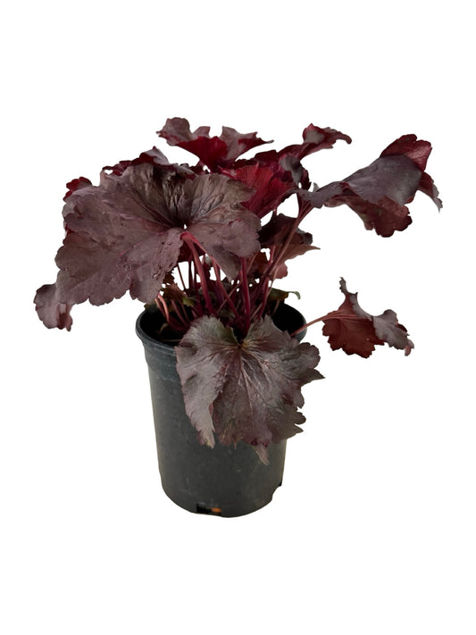 Heuchera 'Rosewood' - Perennials