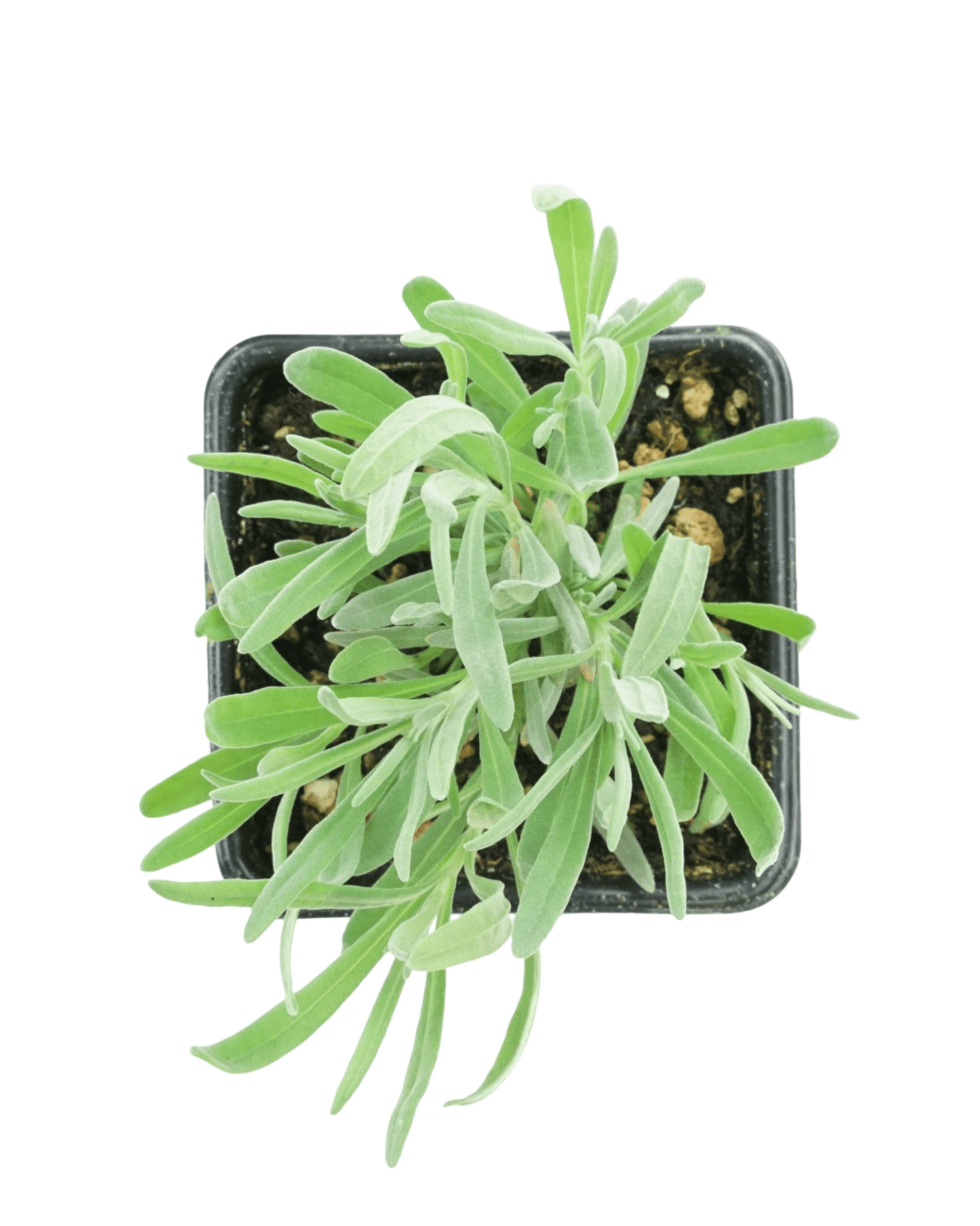 Lavandula x intermedia 'Provence' - The Garden Corner
