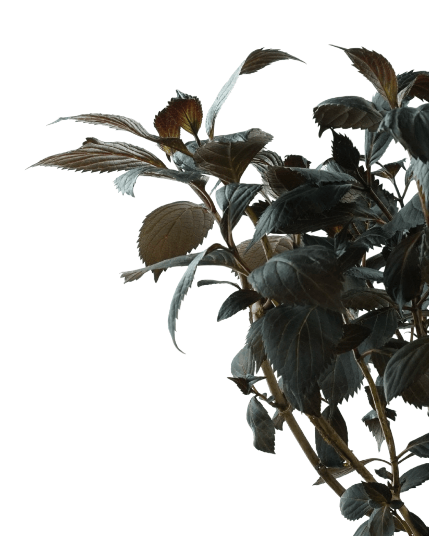 Hydrangea macrophylla 'Eclipse' - The Garden Corner