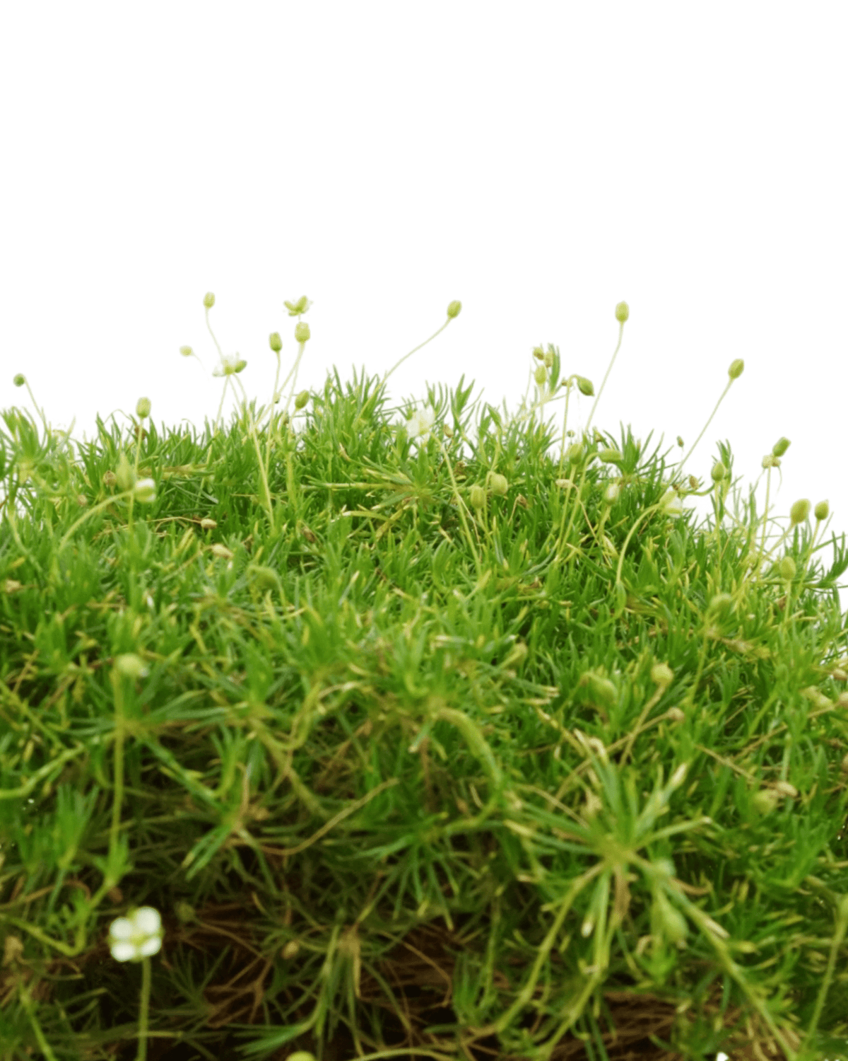 Sagina subulata - Groundcovers