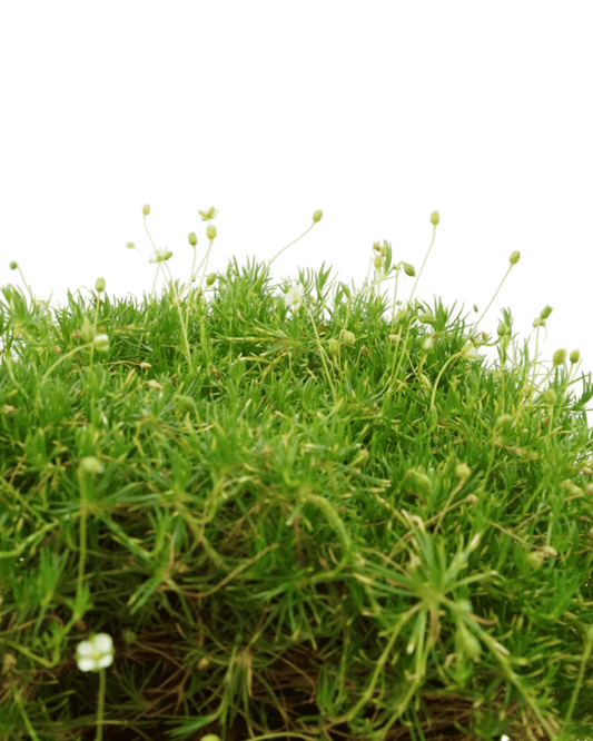 Sagina subulata - The Garden Corner