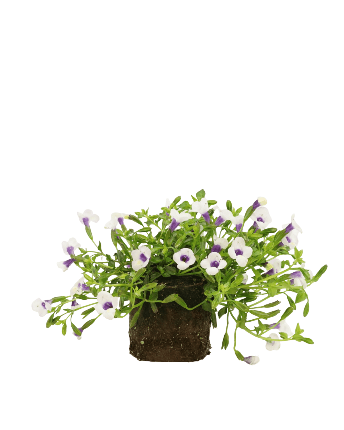 Torenia ‘Catalina Grape-o-licious’ - Annuals