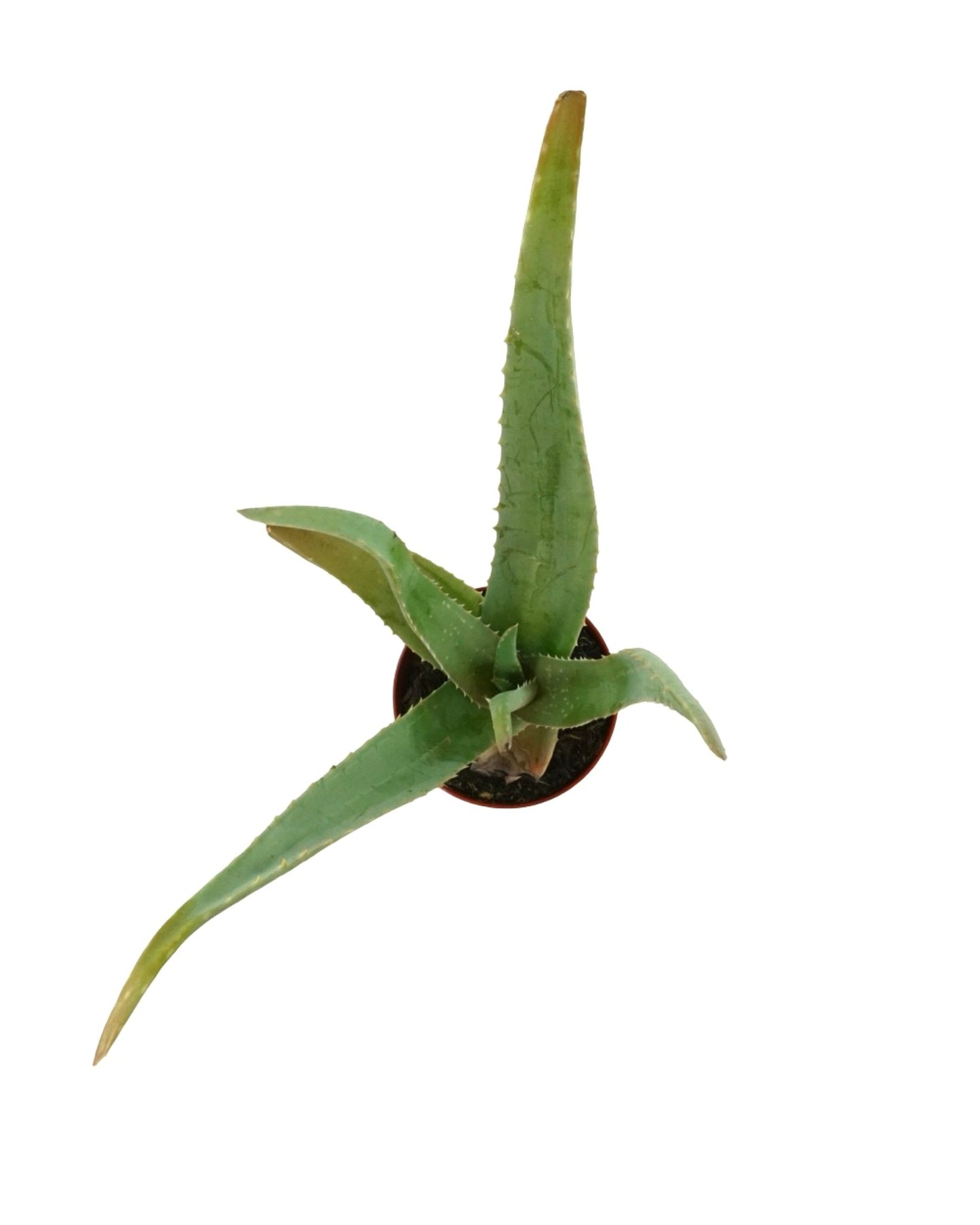 Aloe vera - The Garden Corner