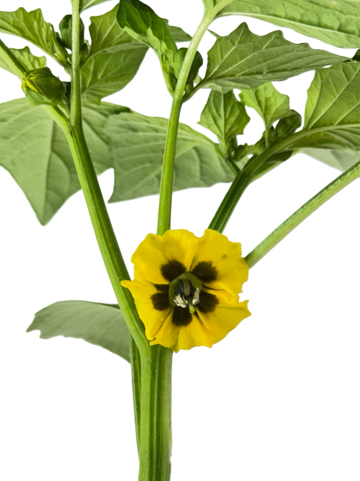 Tomatillo 'Mexican Strain' - Herbs and Vegetables