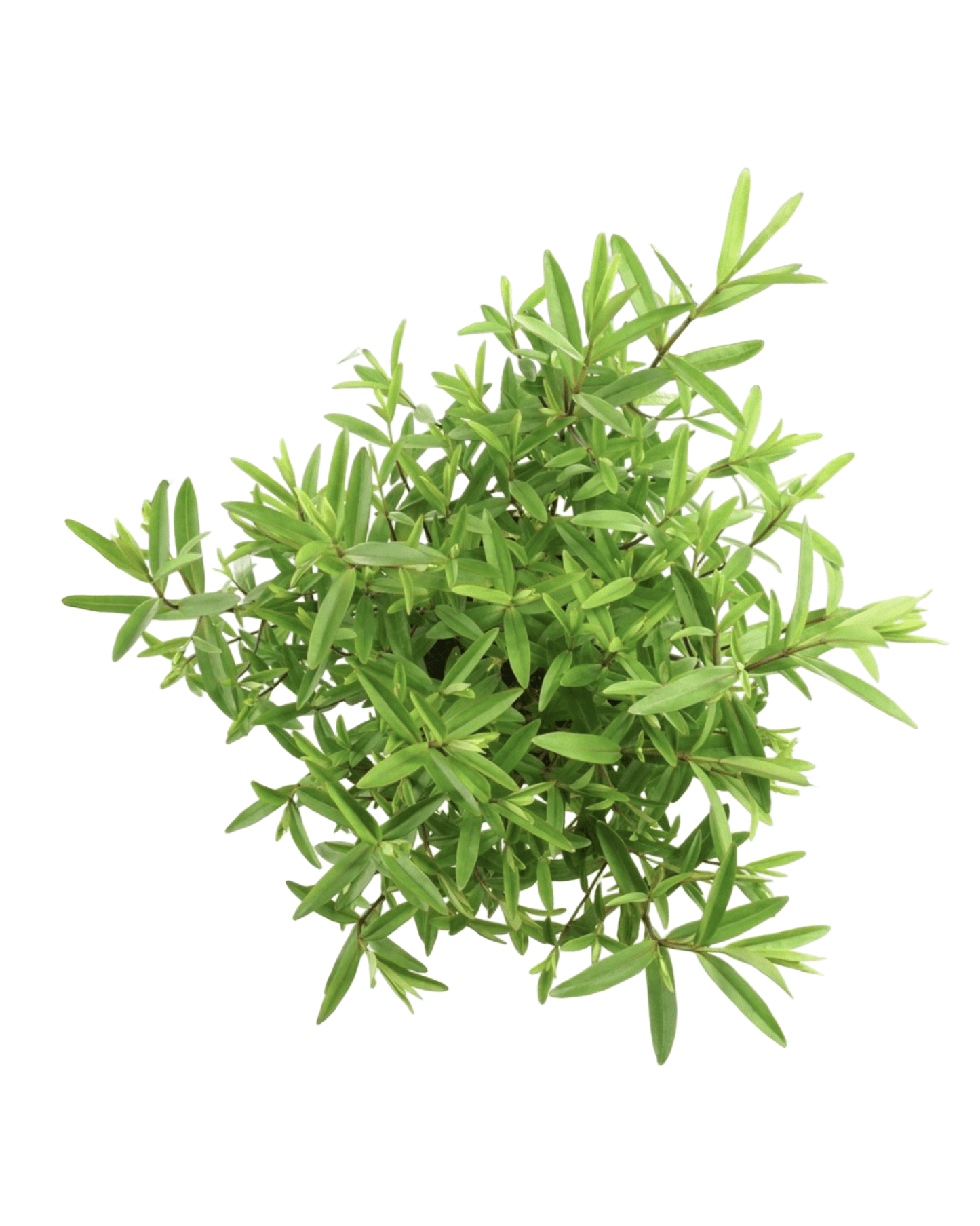 Hebe 'Great Orme' - The Garden Corner