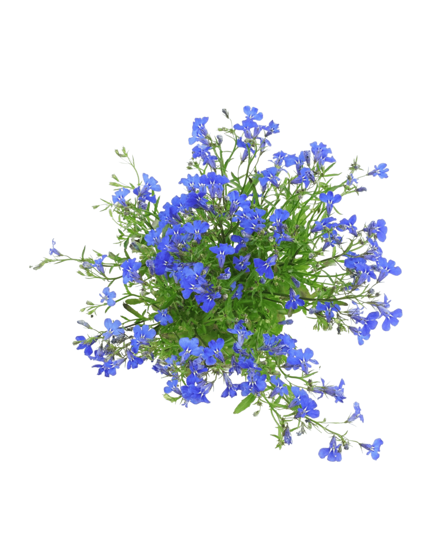 Lobelia 'Lucia Dark Blue' - The Garden Corner