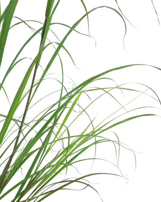 Andropogon gerardii 'Blackhawks' - The Garden Corner