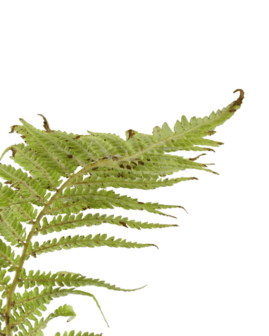 Dicksonia antarctica - The Garden Corner