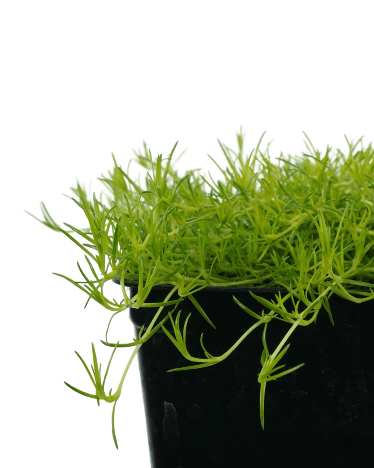 Sagina subulata 'Aurea' - Groundcovers