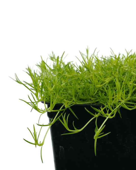 Sagina subulata 'Aurea' - The Garden Corner