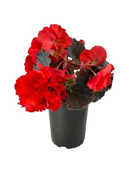 Solar Begonia Orange - Annuals
