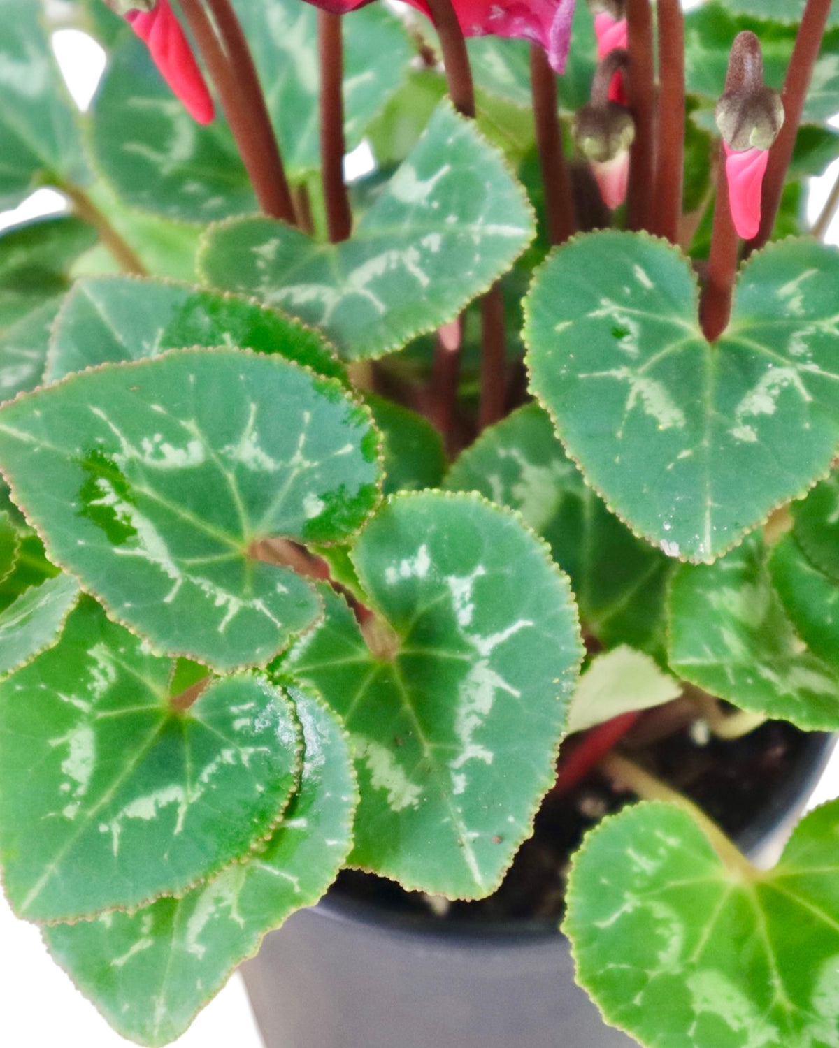 Cyclamen 'SuperSerie Allure Red' - House Plants
