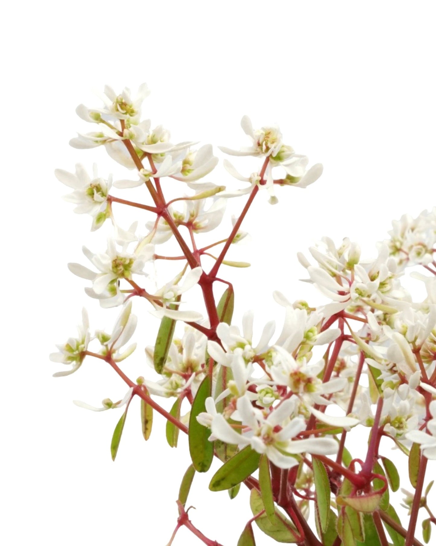 Euphorbia 'Stardust Super Flash' 4 Inch - The Garden Corner