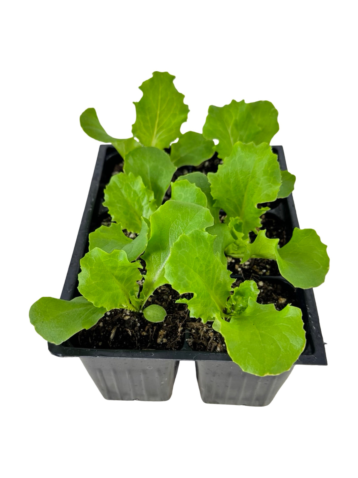 Lettuce 'Green Leaf' Organic - Herbs and Vegetables