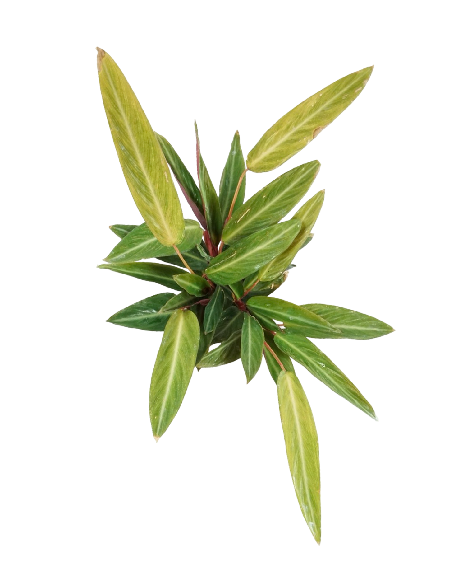 Stromanthe sanguinea