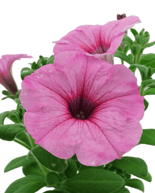 Petunia 'DuraBloom® Royal Pink' - The Garden Corner