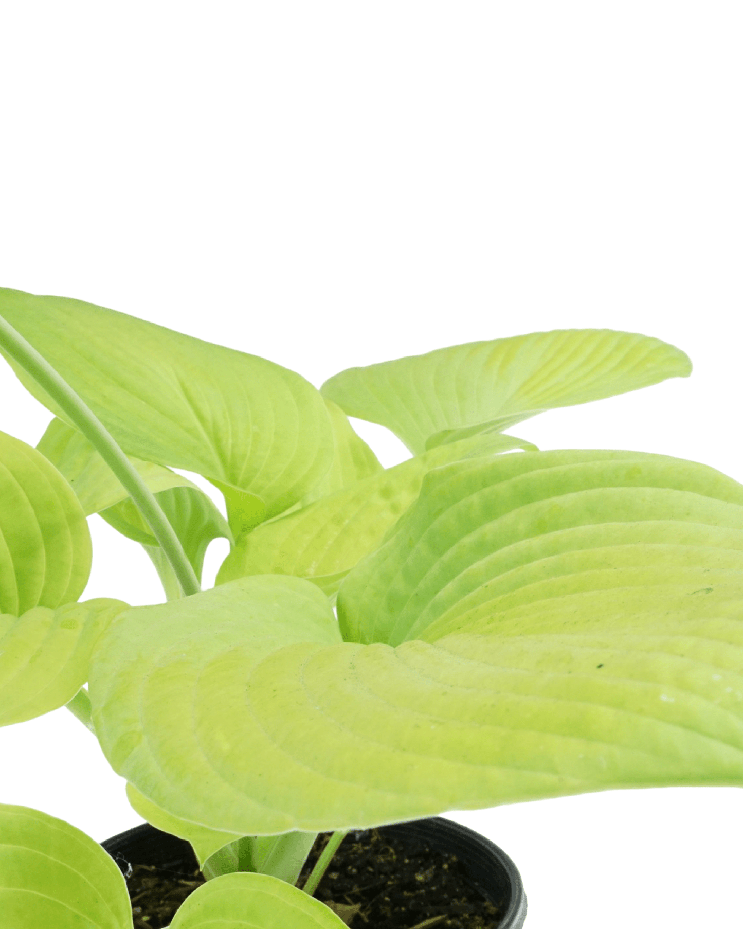 Hosta 'City Lights' - The Garden Corner