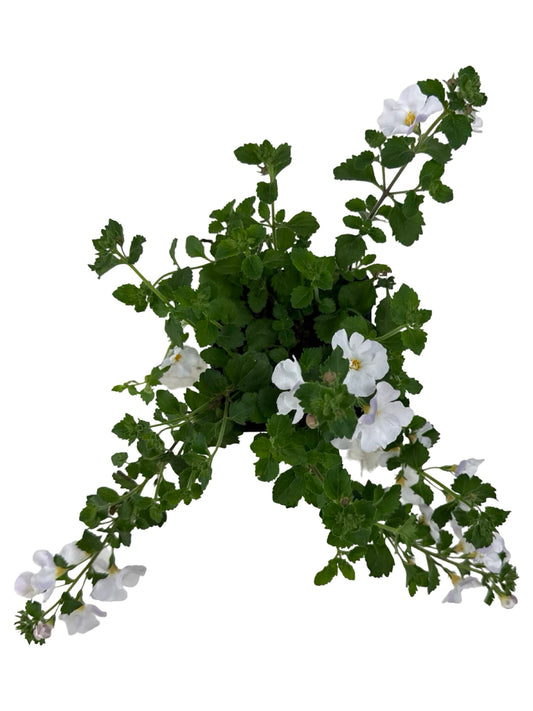 Bacopa 'Calypso Jumbo White' - Annuals