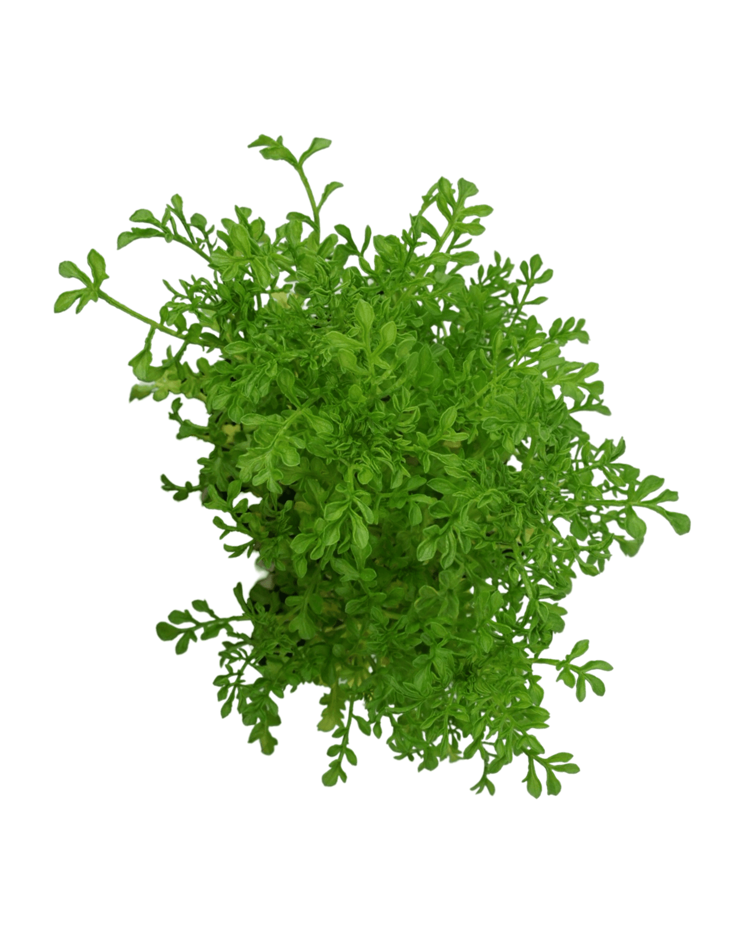 Scabiosa columbaria 'Summer Nights' - The Garden Corner