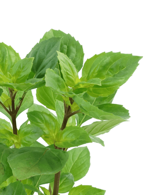 Basil 'Greek Columnar' 4 Inch - The Garden Corner