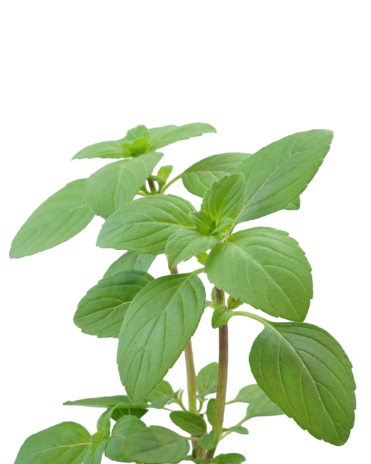 Basil 'African Blue'