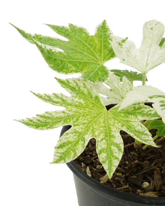 Fatsia japonica 'Spider's Web' - The Garden Corner